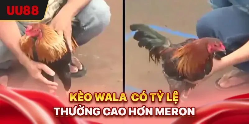 Kèo Wala có tỷ lệ thưởng cao hơn Meron